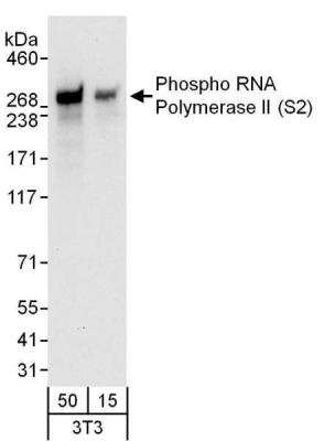 Western Blot: RNA Polymerase II/POLR2A [p Ser2] Antibody [NB100-1805]